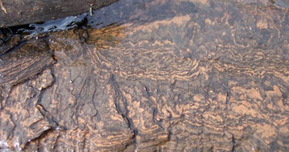 Petrole Schiste Wikimedia