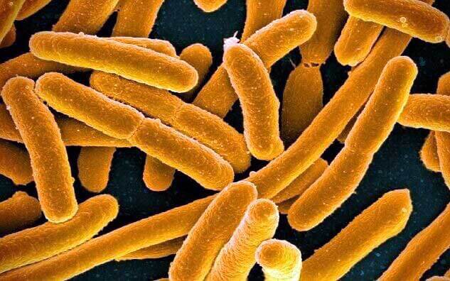 Des chercheurs ont créé des bactéries mangeuses de CO2