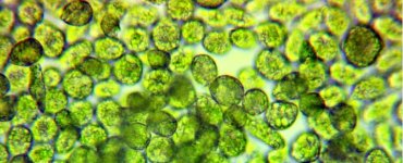 Micro Algues