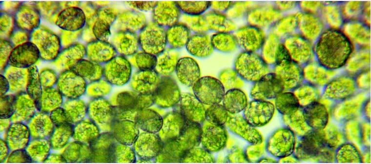 Micro Algues