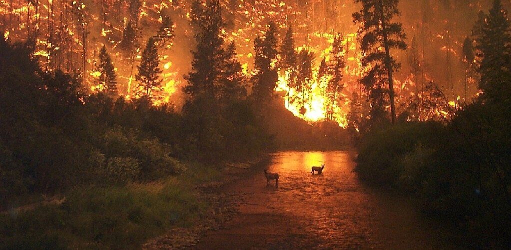 Les forêts boréales nord-américaines brûlent beaucoup, mais moins qu’il y a 150 ans…