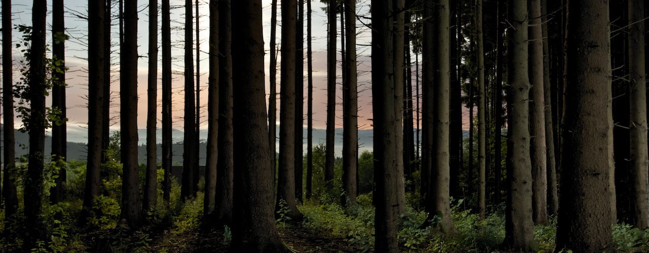 Le changement climatique rend les arbres plus grands, mais plus faibles