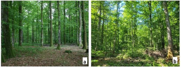 Un autre regard sur l’évolution contemporaine de la forêt française