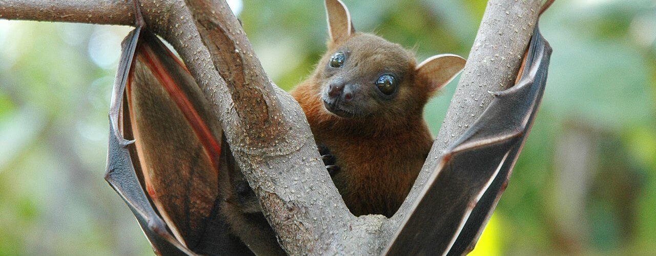 Les chauve-souris fuient les parcs solaires, on ne sait pas pourquoi