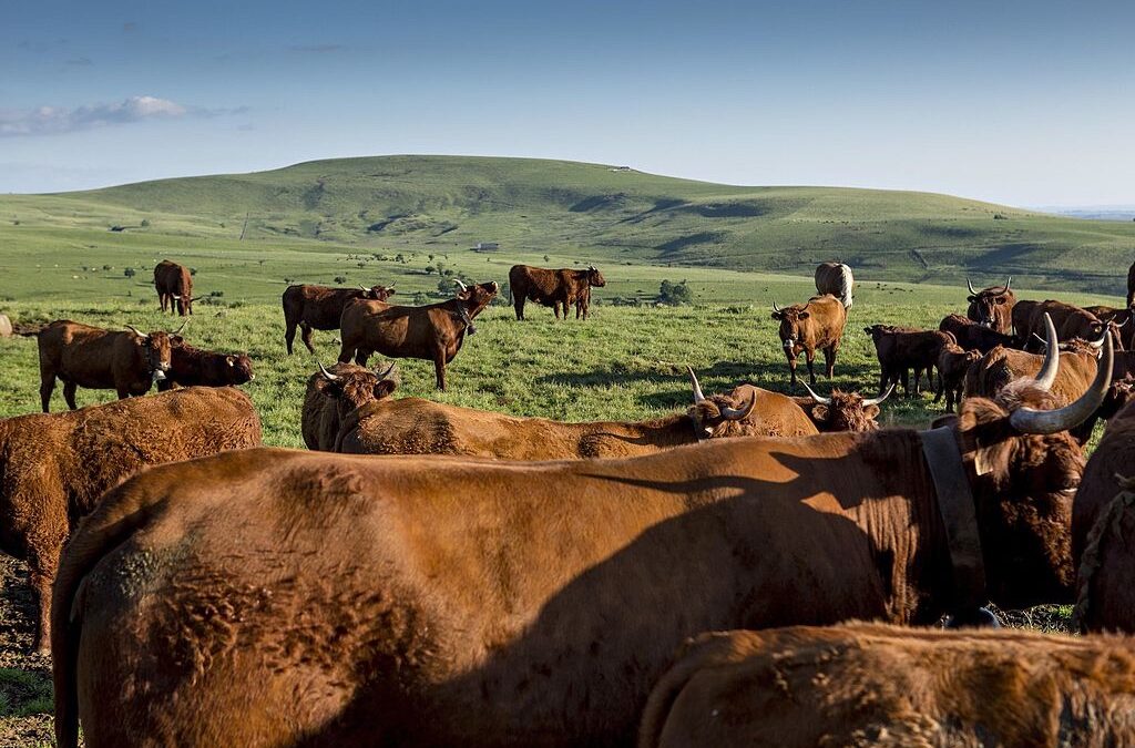 Climat et agriculture: pour éviter le risque de surchauffe, le levier du méthane