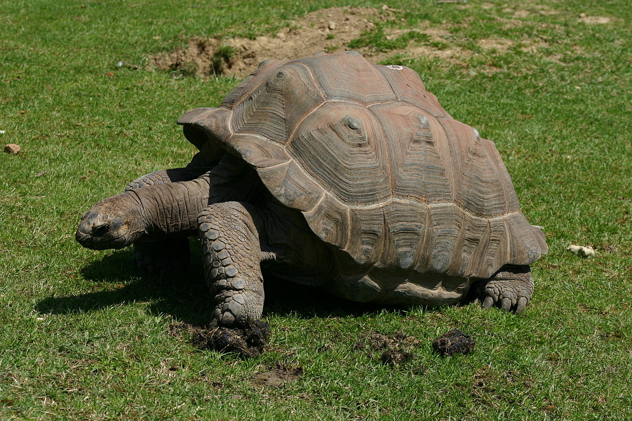 <i class='fa fa-lock' aria-hidden='true'></i> La transition énergétique est une tortue, il ne peut en être autrement