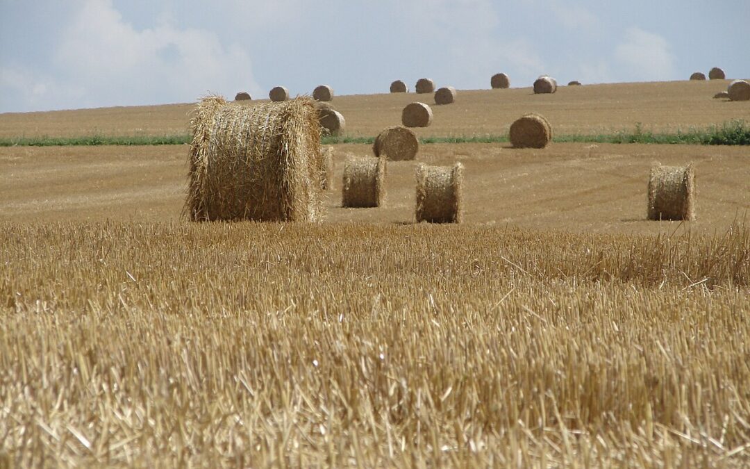 Développer les bioénergies, oui mais avec quelles biomasses?