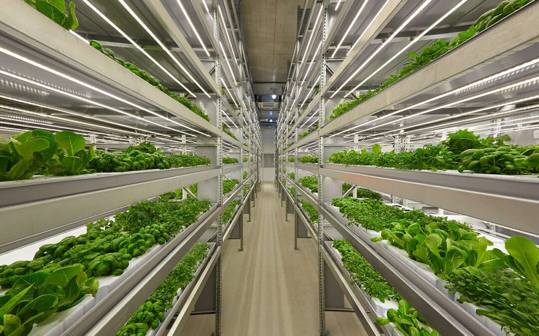 L’agriculture verticale peut-elle nourrir les villes ? Comment dépasser le mirage technologique