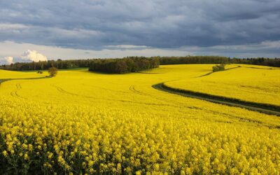 Taxe sur les biocarburants: pourquoi le gouvernement a eu raison de reculer